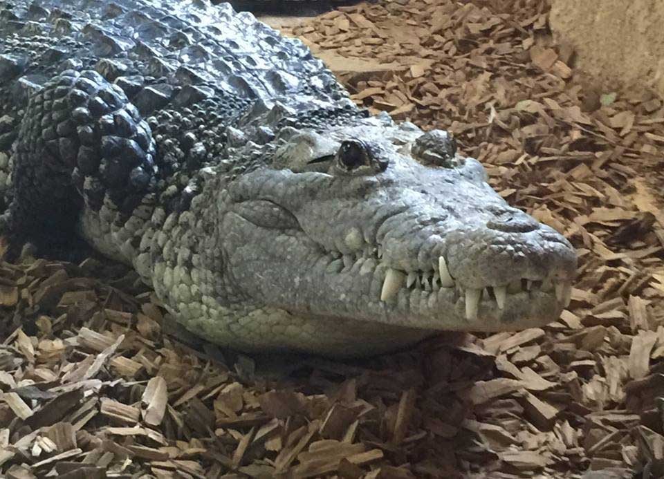 Crocodile Mexicain